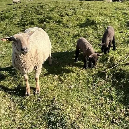 Le Guet Du Roy * Boismont (Somme)